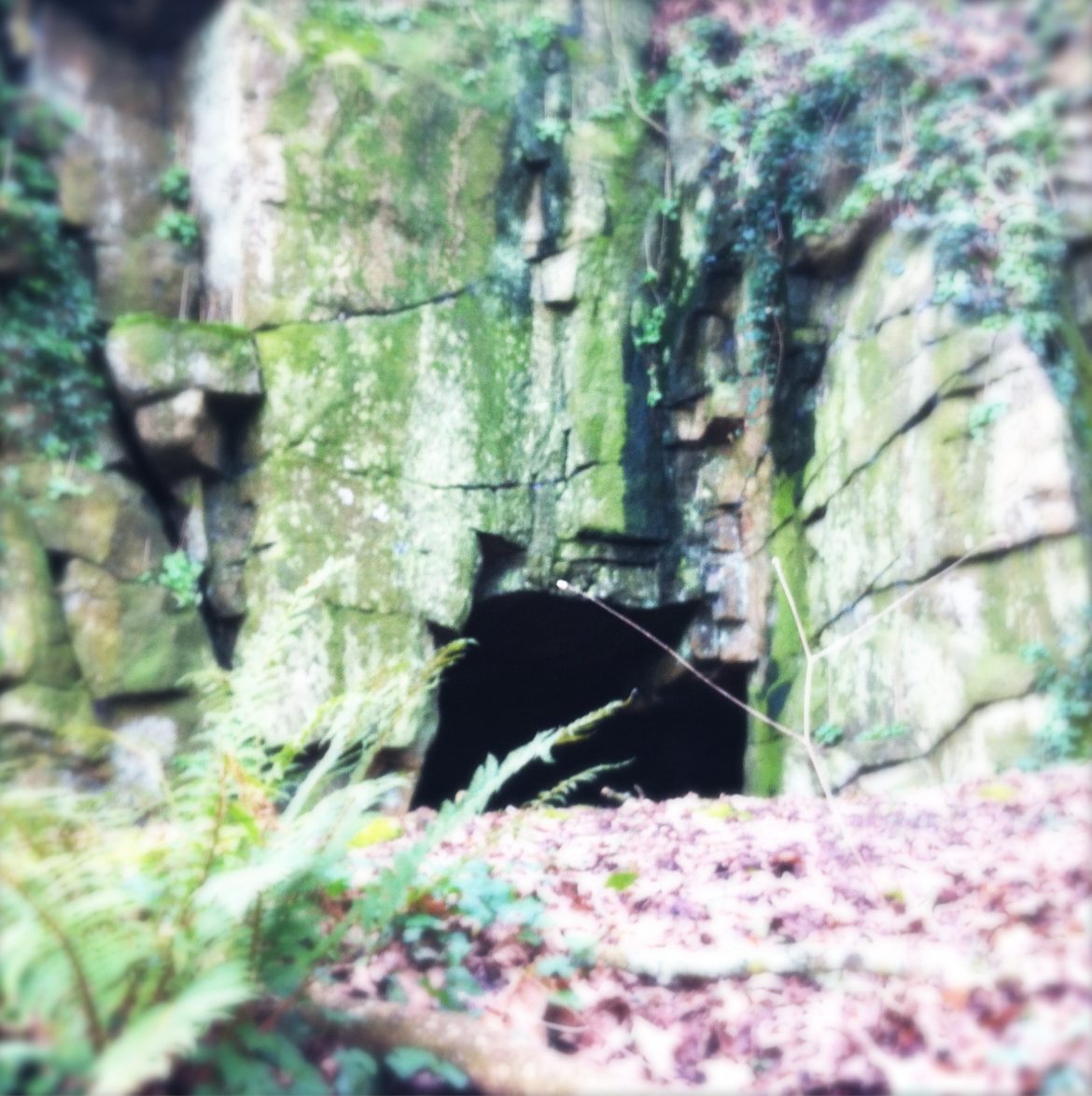 La tombe de Merlin